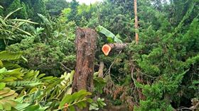 苗栗,龍柏,盜砍,車禍,竊盜罪（圖／翻攝畫面）