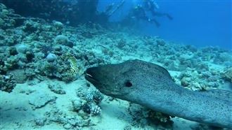 世界「最熱」海水　水溫最高近60℃