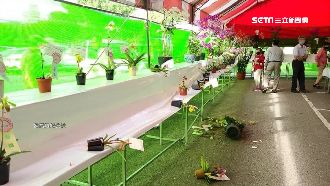 獨／得獎拖鞋蘭被車撞斷　1朵賠5百