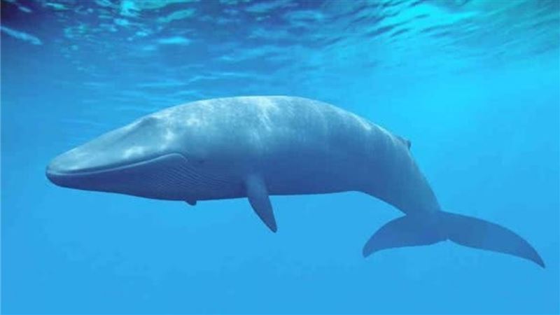全球最大的竟是「這生物」！藍鯨只排第2