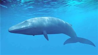 全球最大的竟是「這生物」！藍鯨只排第2