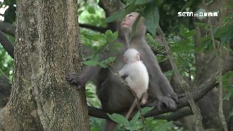 林內小白猴現蹤跡　專家：別驚動餵食