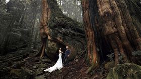 交通部觀光局阿里山國家風景區管理處於109年10月25日於阿里山香林神木平台盛大舉行第14屆「阿里山神木下婚禮」。（圖／觀光局提供）