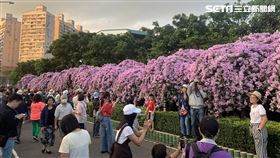 新北泰山蒜香藤紫色花海瀑布
圖/記者廖俐惠攝影