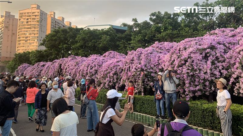 泰山秘境／一年一次　隱藏紫花海瀑布