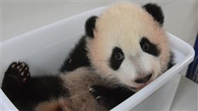 圓寶,新朋友,角落生物（圖／台北市立動物園提供）