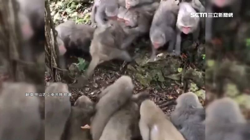 柴山「邊境衝突」？獼猴群對峙打群架