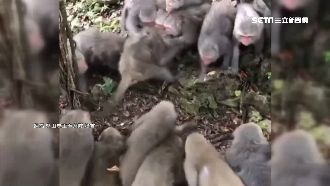 柴山「邊境衝突」？獼猴群對峙打群架