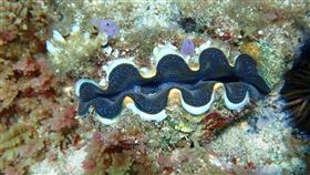 澎湖七美海洋巡守隊保育漁業資源有成（2）澎湖七美平和社區發展協會以「顧海的人」進行漁業資源保育成果發表，由七美海洋巡守隊分享海洋守護保育的甜蜜果實，發現水下物種生態豐富。（七美巡守隊提供）中央社　109年10月26日