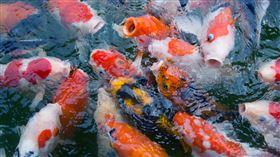 魚池。（圖／翻攝自免費圖庫pexels）