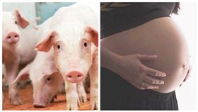 中國,母豬,發情,懷孕,亢奮（圖／翻攝自農委會臉書、Pixabay）
