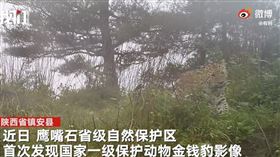 陝西出現野生金錢豹（圖／翻攝自新京報微博）