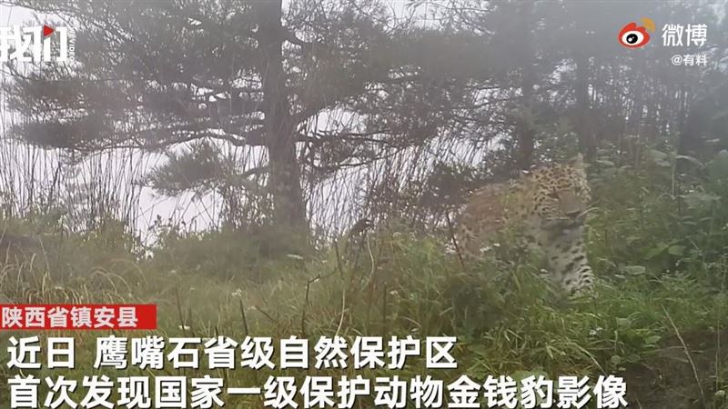 野生金錢豹長怎樣？這蹤影讓人直呼帥