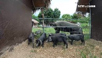 雞隻排泄自然分解　青農挑戰有機豬