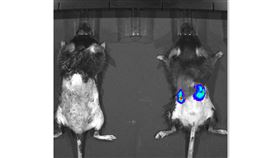 國研院基因改造技術 打造神農鼠國研院動物中心27日舉行記者會，發布「神農鼠腎毒篩檢平台」，透過3D非侵入性活體影像系統拍攝正常小鼠（左）與神農鼠（右），藍色部分為腎臟冷光表現。（國研院提供）中央社記者蘇思云傳真 109年10月27日