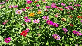 關渡秘境花海11/1登場台北市工務局27日宣布，2020關渡秘境花海活動11月1日開跑，盛花期從7日至16日，花海地點位於承德路7段附近八仙抽水站，以「愛戀關渡，花現幸福」為主軸。（工務局提供）中央社記者劉建邦傳真　109年10月27日