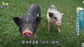 ▲（圖／擷自三立新聞網YT畫面）