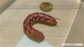 霜降天蛾／網友授權提供