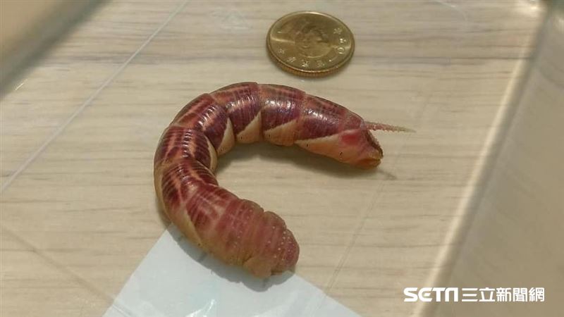 獨角獸？網急問牠身分　專家解答了