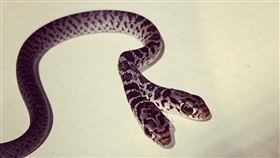 貓叼「超稀有」東西回家…主人一看驚呆：真的有雙頭蛇！
圖／翻攝自Kay Rogers臉書