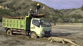 柯多摩巨蜥（圖／翻攝自推特）