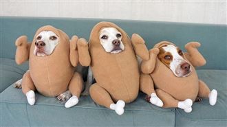 萬聖節怎穿？狗狗變身整排「眼神死」