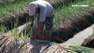 三星蔥價狂漲　竊賊溜田偷拔20kg