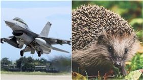 刺蝟（合成圖／Pixabay、資料照）