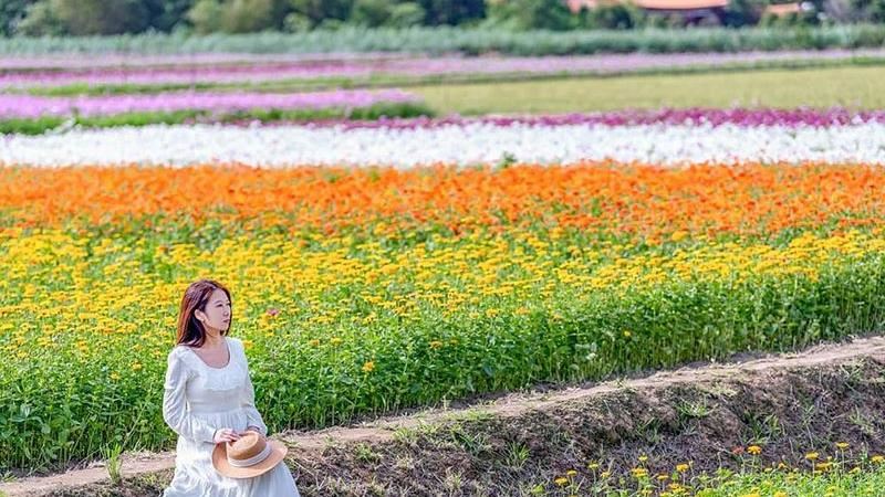 「2020桃園花彩節」繽紛登場！