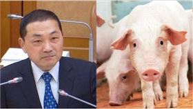 侯友宜，豬（組合圖／資料照）