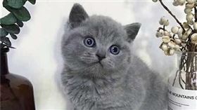 藍英短,寵物,取名,藍叫,大貓