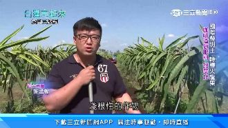 謝孟翰不顧反對　投身種火龍果拚外銷