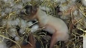 中國有村民撿到黃鼠狼（圖／翻攝自搜狐網）