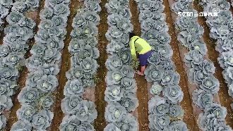 走出迷人賭局？靠高麗菜翻身的真相