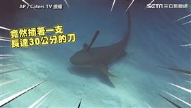 ▲▼沙沙。（AP／Caters TV 授權）