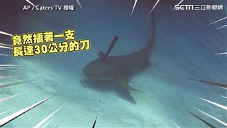 頭插30公分刀　小鯊魚求助潛水員