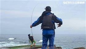 台灣常見的臭肚魚有2種，分別是「褐臭肚魚」和「點臭肚魚」，臭肚喜歡成群洄游於珊瑚礁區、漁港消波塊間，以各式藻類為食。（圖／新北市漁業處提供）