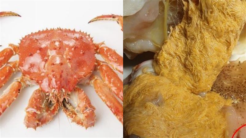 帝王蟹寄生蟲狂炸？網一看揭更噁真相