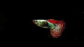 孔雀魚(圖/Pixabay)