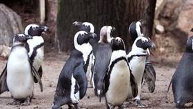企鵝,偷蛋,同性,荷蘭（圖／翻攝自《DierenPark Amersfoort》動物園官方臉書）