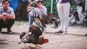 鬥雞（示意圖／Pixabay）