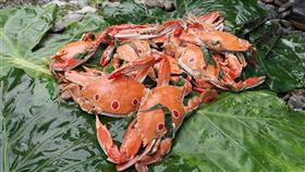 「秋蟹肥」怎料理？泰雅原住民加刺蔥　老饕一吃驚呆超美味 三點蟹 螃蟹 海蟹（圖／翻攝自《八戒部落Ba Gai Depth Traveling》）