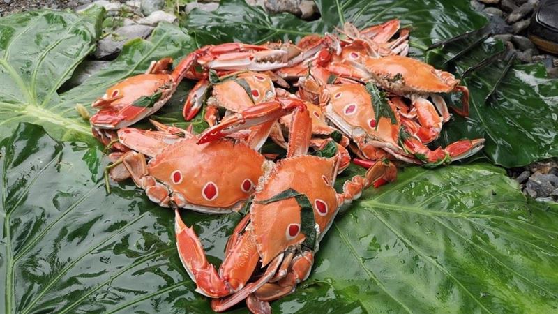 煮「秋蟹」？原住民加這味　老饕驚呆