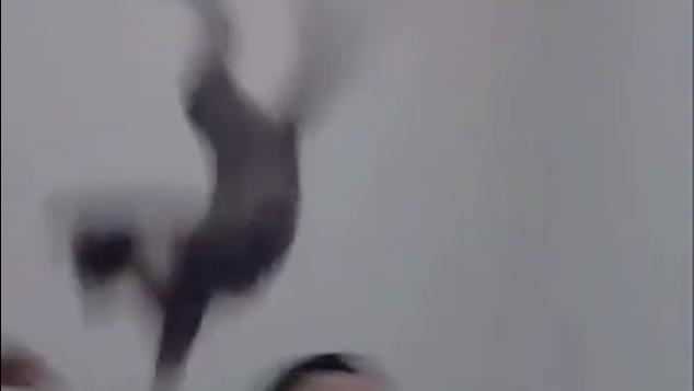 新竹4男大生拋貓　10秒影片遭肉搜