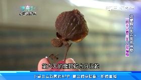 A糖糖被撞死2400