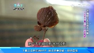 父女燠熱相傳　台南東山龍眼煙燻香