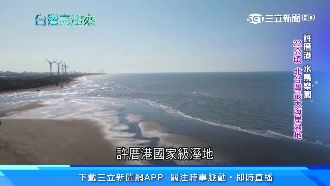 國家級鳥樂園！許厝港上千候鳥過境