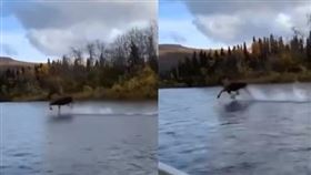 網友在搭船時，看見一旁麋鹿竟在水面上行走。（圖／翻攝自推特） 