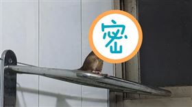  米奇進廁所！她崩潰追殺…下秒見這幕傻了：鼠界跳水冠軍？（圖／翻攝自Dcard）