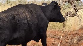 路過驚見「牛咬住蛇頭狂嚼」　他目睹嚇壞：這輩子沒見過…（圖／翻攝自Andrew Gertz IG）